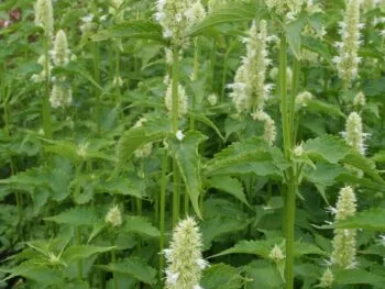 Agastache rugosa 'Alabaster'