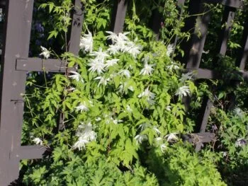 Clematis (Atragene-gruppen) 'Albina Plena' E