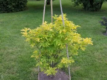 Sambucus nigra 'Aurea'