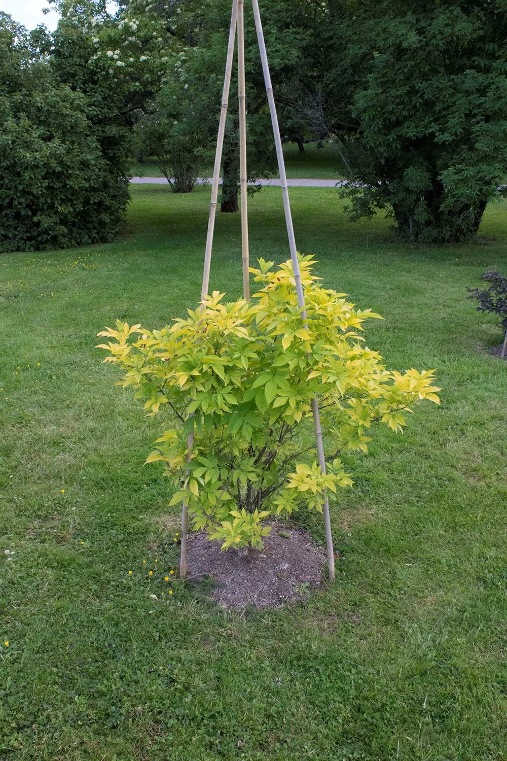 Sambucus nigra 'Aurea'