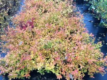 Spiraea japonica 'Firelight'