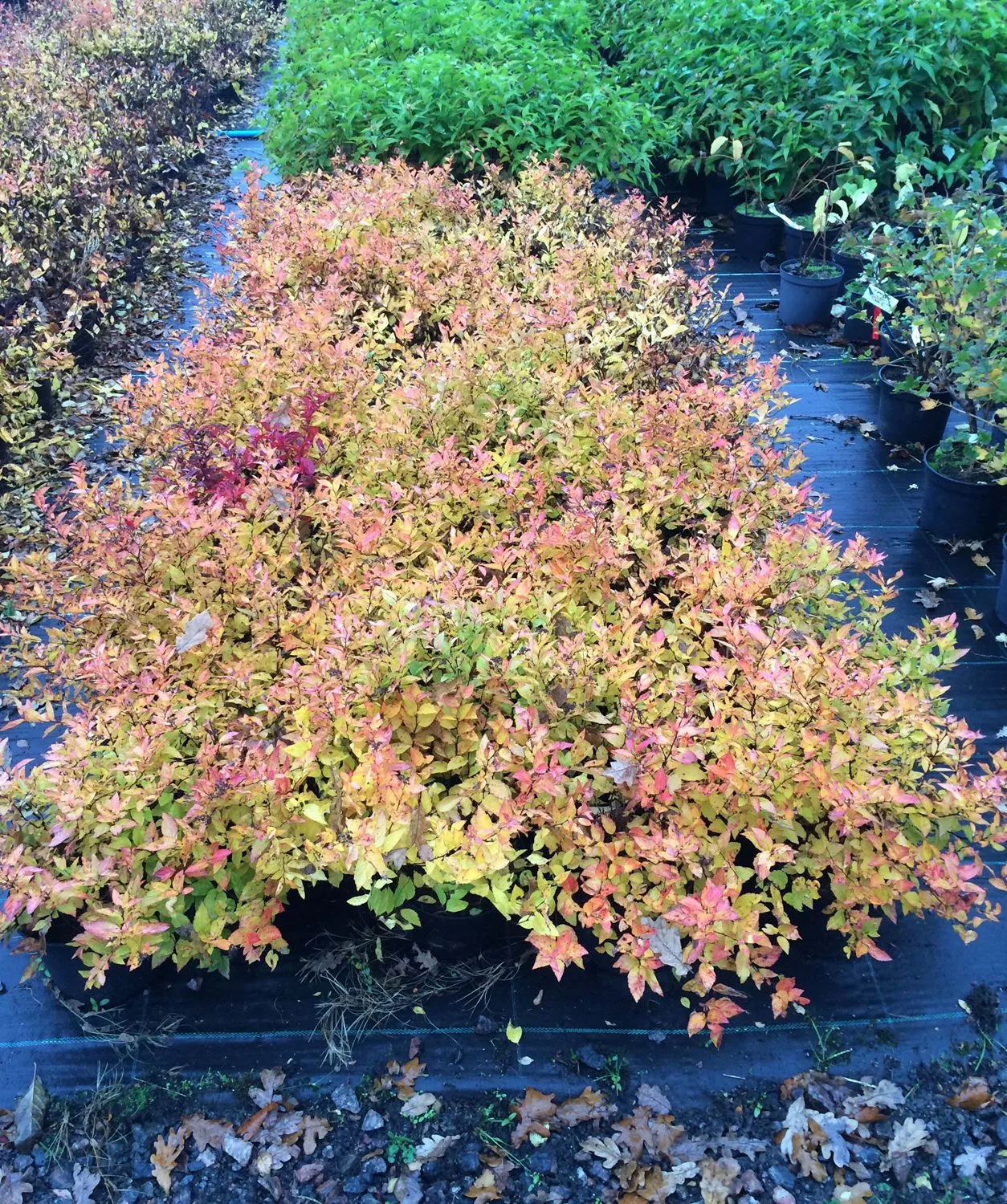 Spiraea japonica 'Firelight'