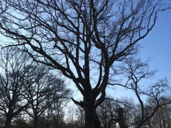 Quercus robur fk Ultuna/Linköping E