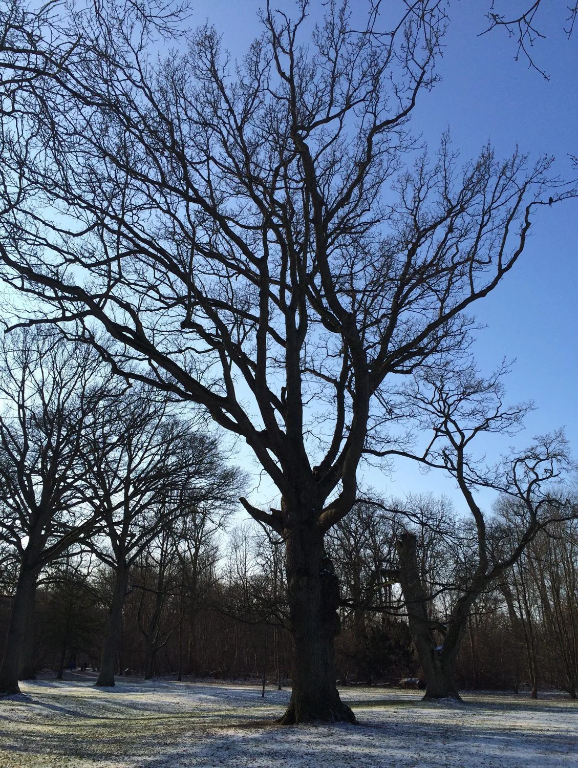 Quercus robur fk Ultuna/Linköping E