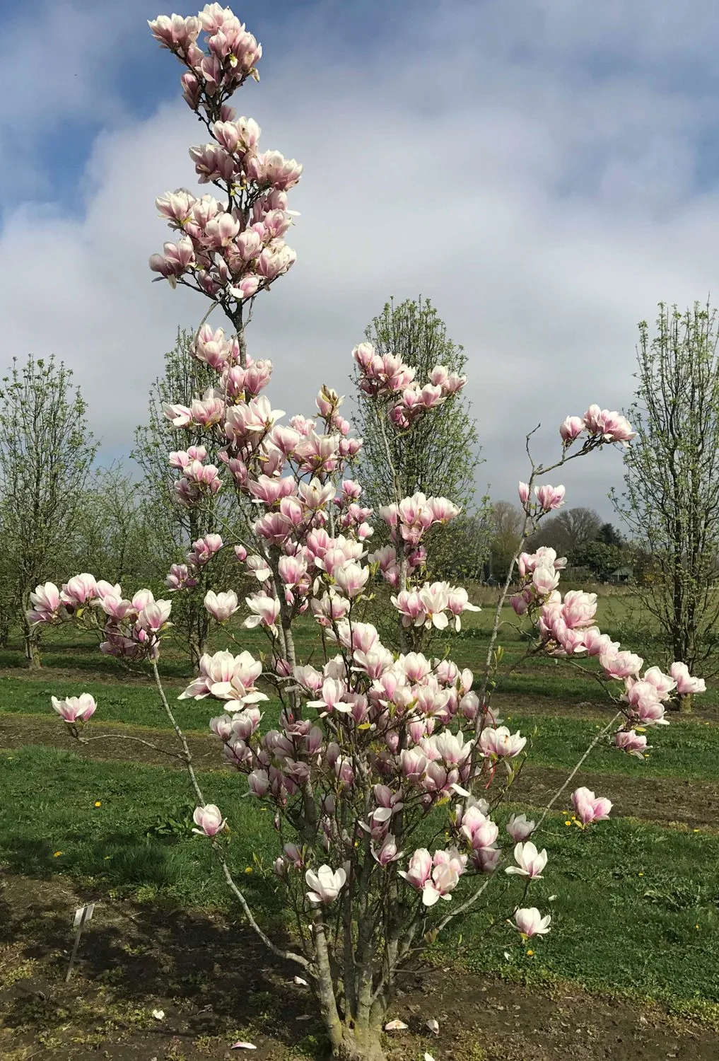 Magnolia x soulangeana - Image 4