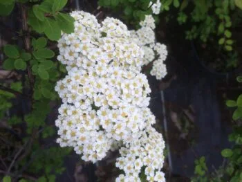 Spiraea nipponica E