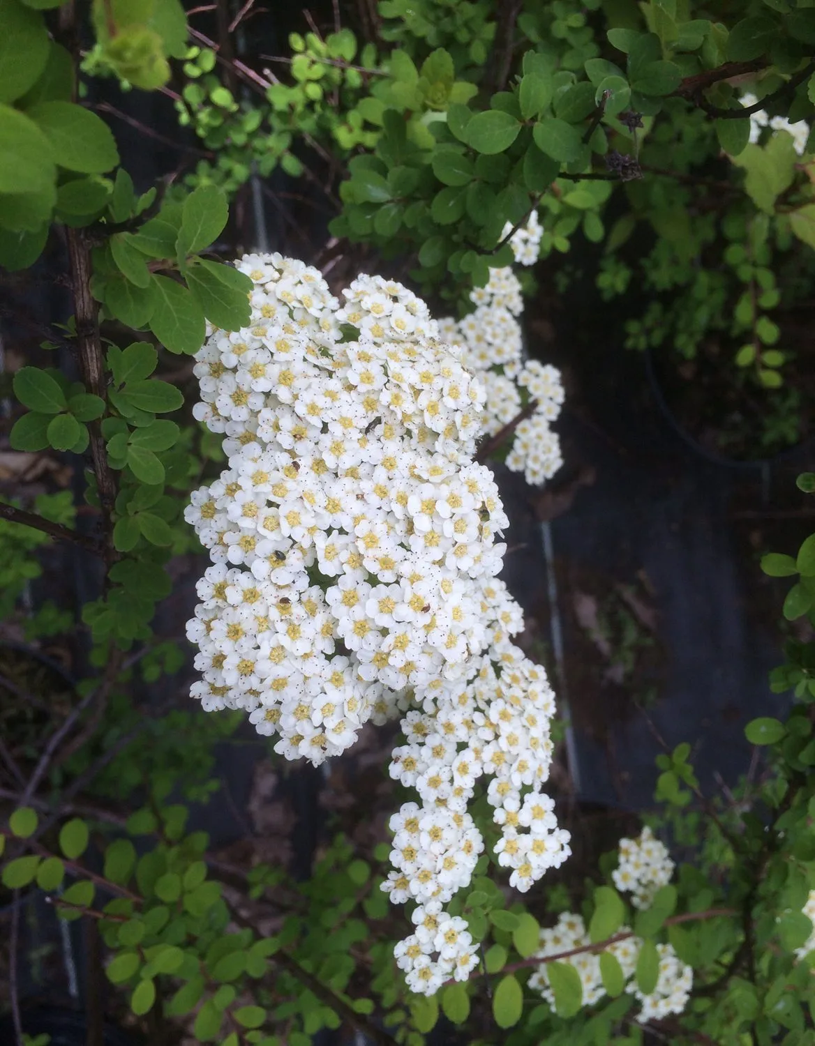 Spiraea nipponica E