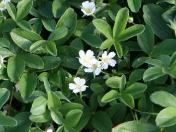 Potentilla tridentata 'Nuuk'