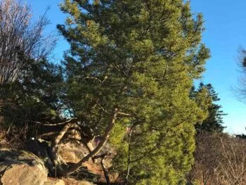Pinus mugo var. mugo