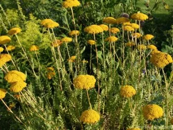 Achillea filipendulina 'Parkers Variety'