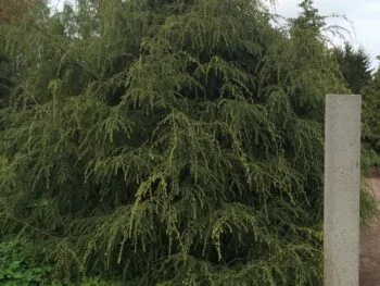 Tsuga canadensis