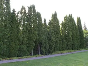 Thuja occidentalis 'Brabant'