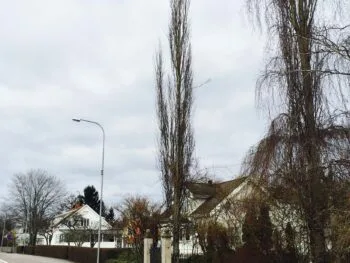 Populus tremula 'Erecta'