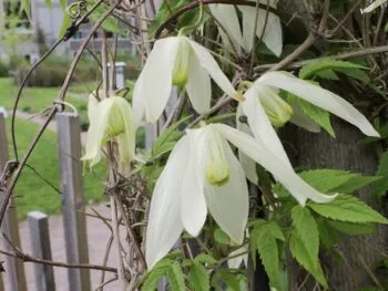 Clematis (Atragene-gruppen) 'Riga' E