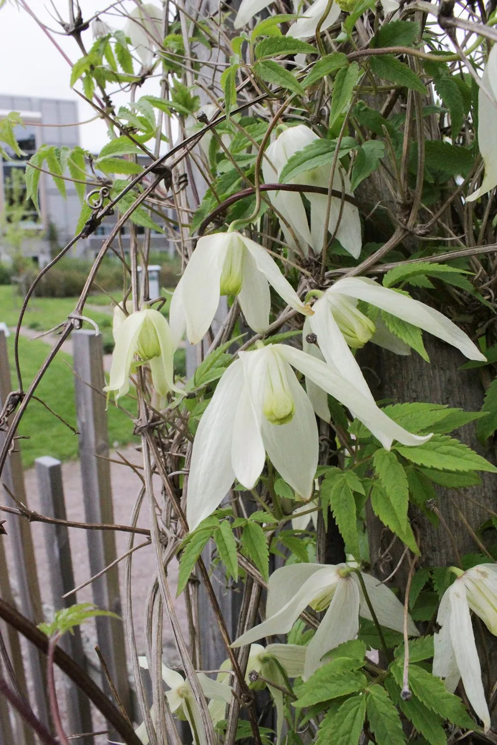 Clematis (Atragene-gruppen) 'Riga' E