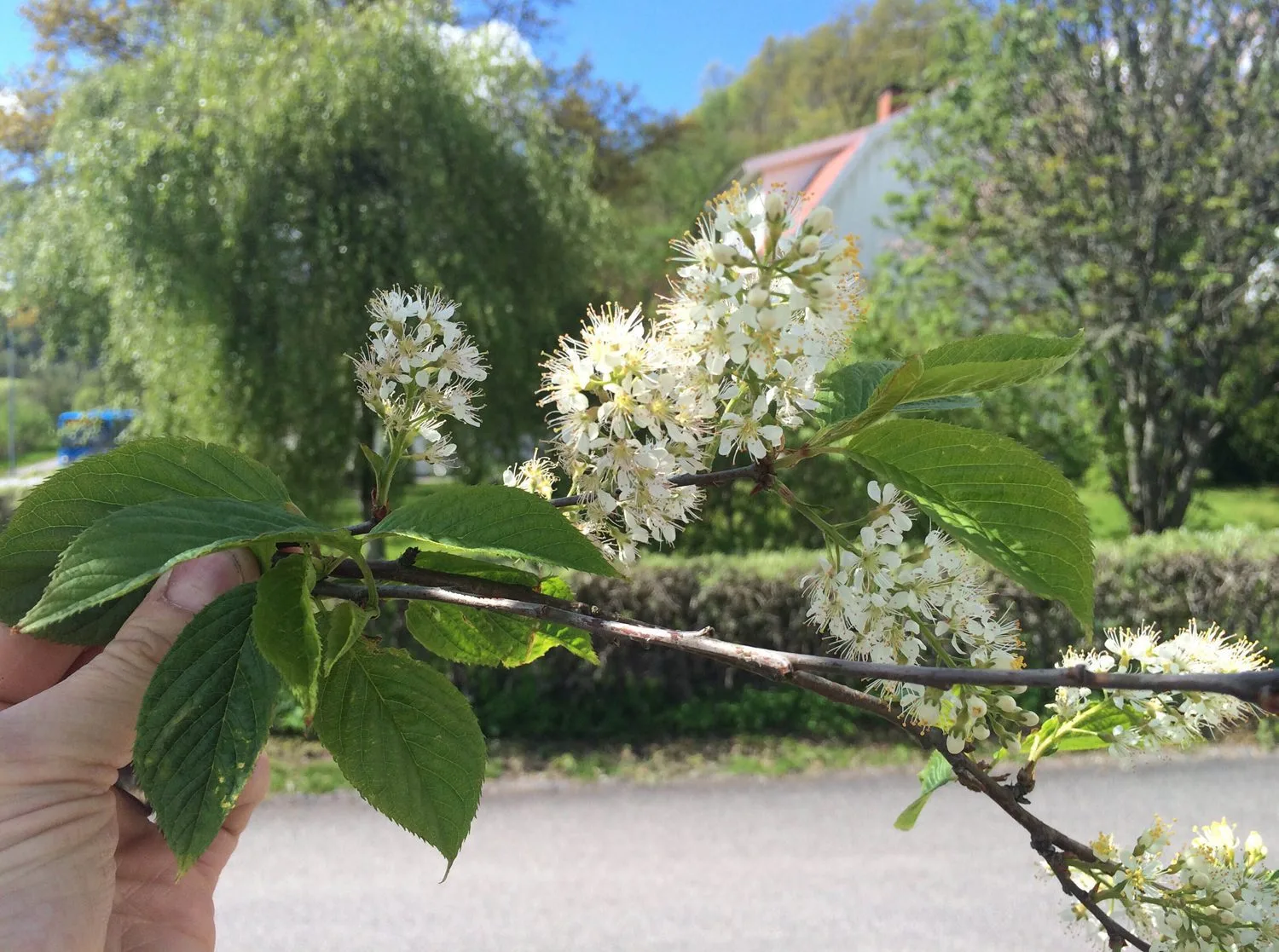 Prunus maackii - Image 5