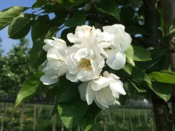 Malus 'Madonna'