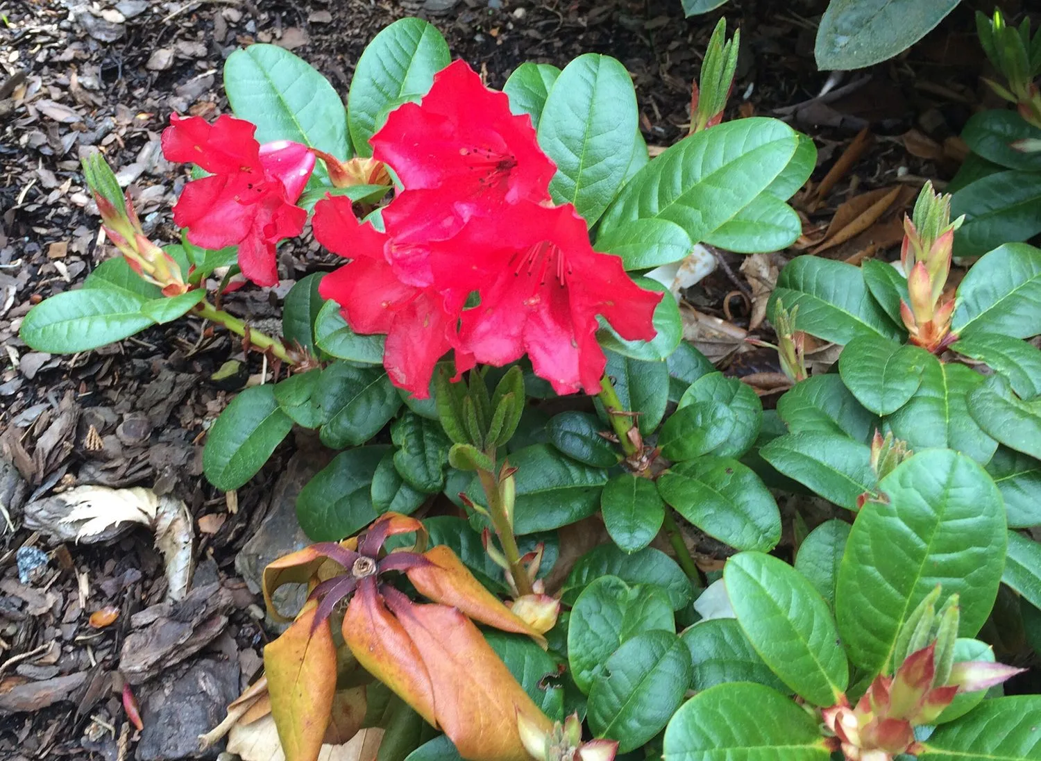 Rhododendron (Forrestii) 'Scarlet Wonder' - Image 3