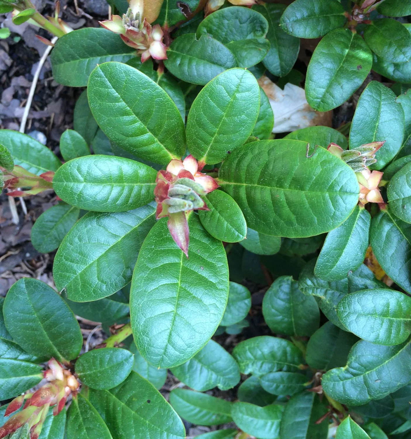 Rhododendron (Forrestii) 'Scarlet Wonder' - Image 2