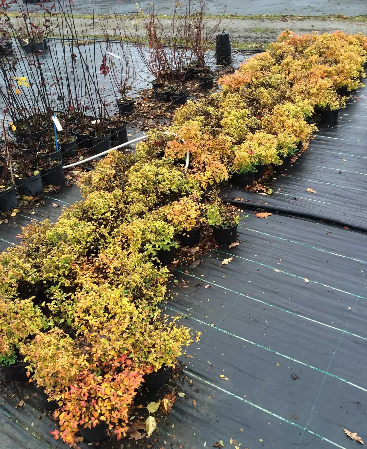 Spiraea japonica 'Magic Carpet' - Image 3