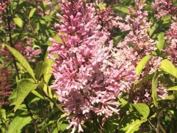 Syringa prestoniae 'James McFarlane'