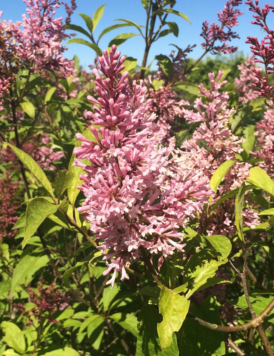 Syringa prestoniae 'James McFarlane'