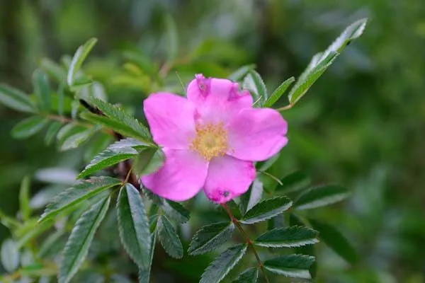 Rosa nitida - Image 2