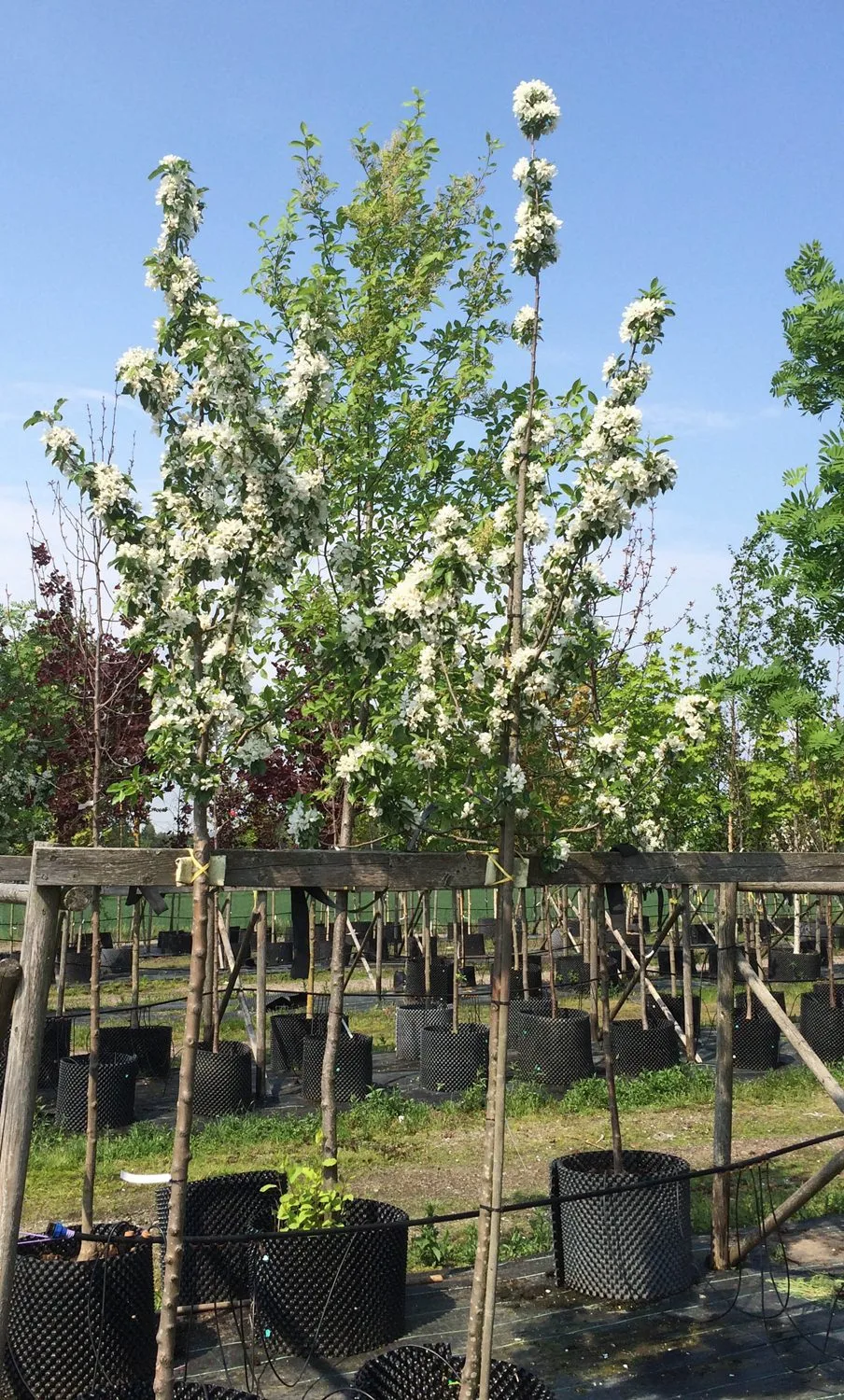Malus 'John Downie' - Image 2