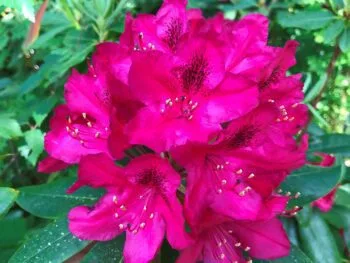 Rhododendron (Catawbiense) 'Nova Zembla'
