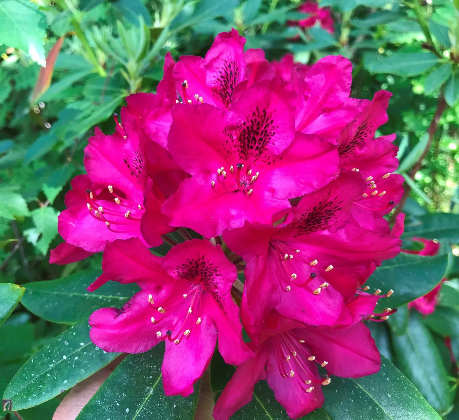 Rhododendron (Catawbiense) 'Nova Zembla'