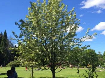 Sorbus aria 'Gigantea' E