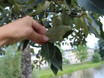 Populus balsamifera 'Elongata'