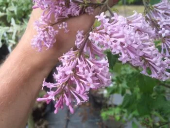Syringa josikaea 'Måttsund'