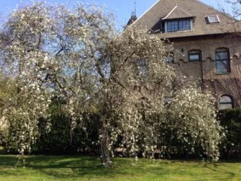 Pyrus salicifolia 'Pendula'