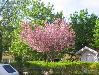 Prunus 'Accolade'