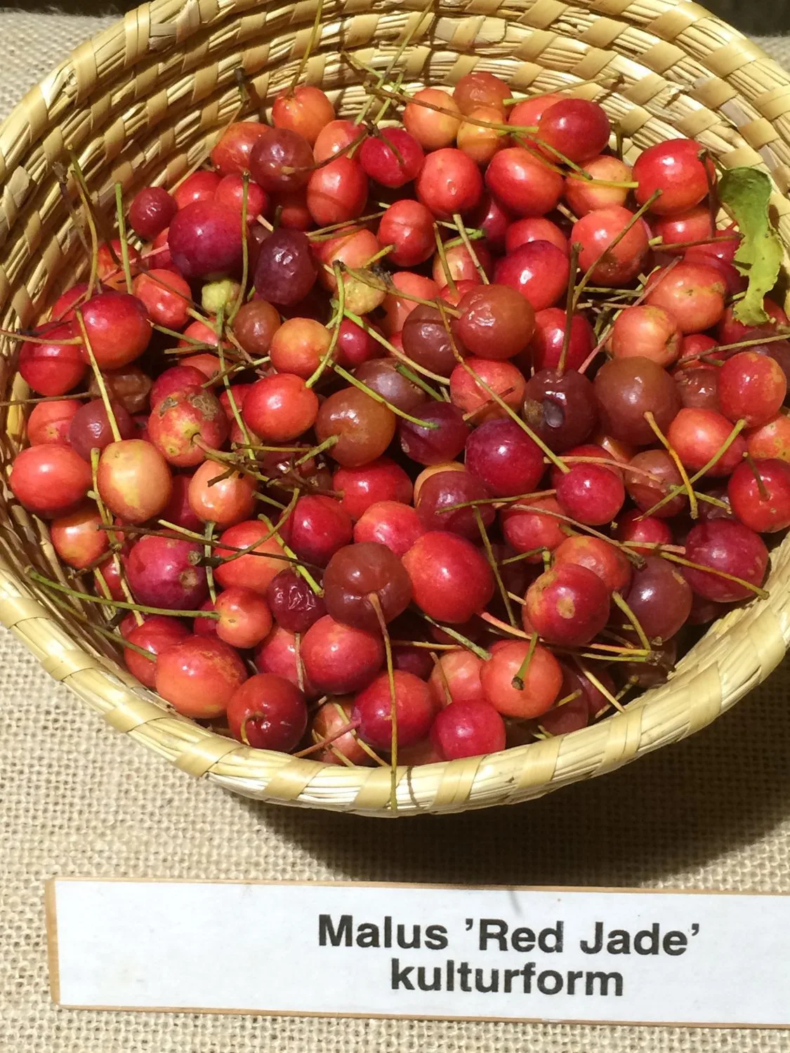Malus 'Red Jade'
