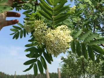 Sorbus 'Rosmari' E