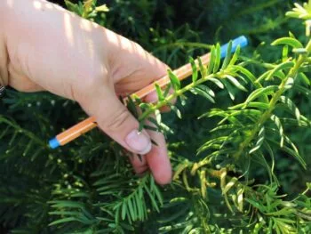 Taxus media 'Farmen'