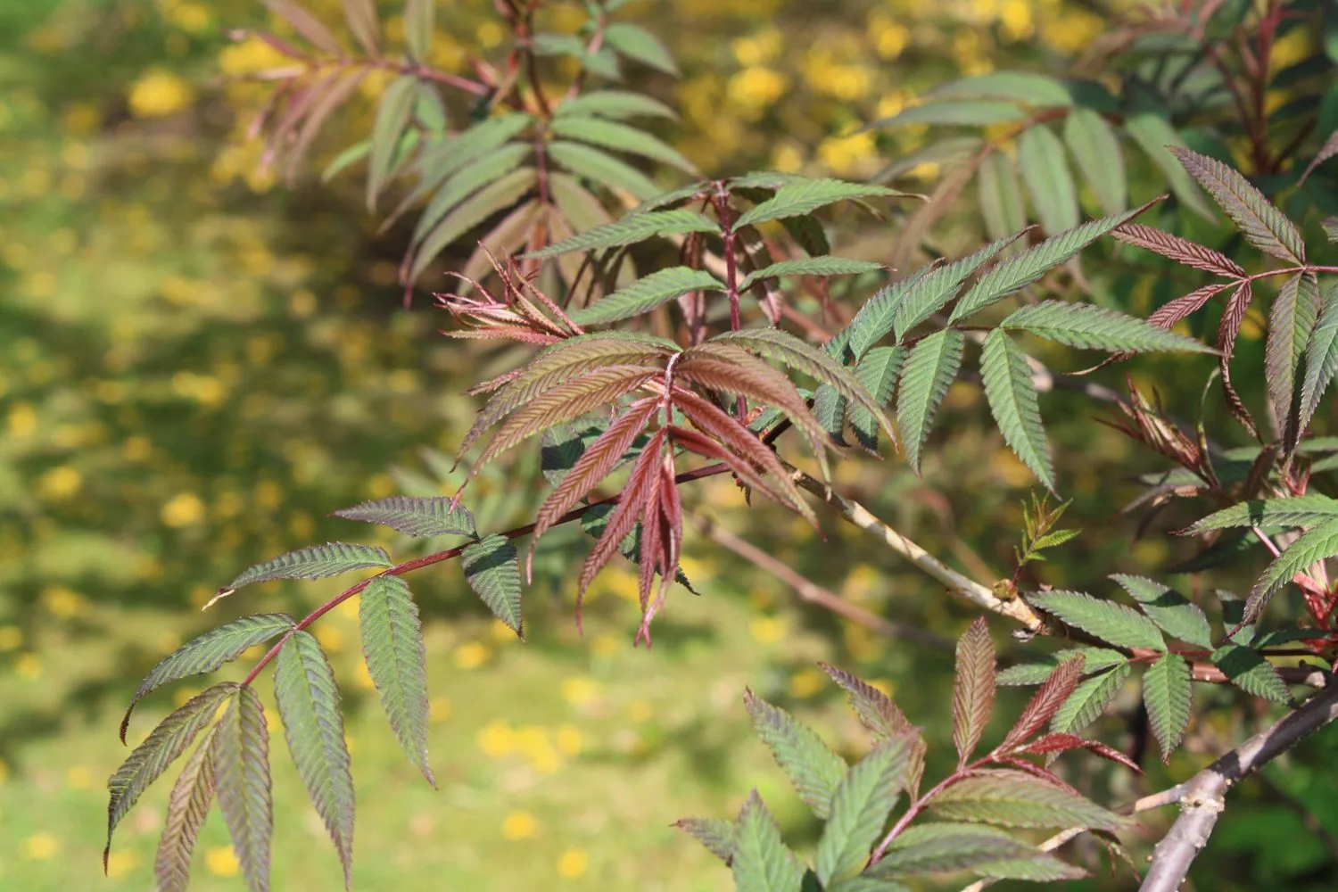 Sorbaria sorbifolia 'Dr. Aronsson' - Image 2