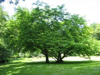 Pterocarya fraxinifolia fk Uppsala E