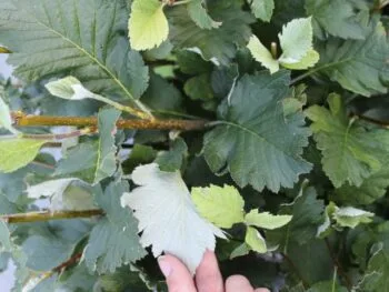 Sorbus mougeotii fk Bälinge E