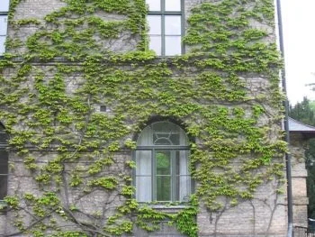 Parthenocissus tricuspidata 'Veitchii'