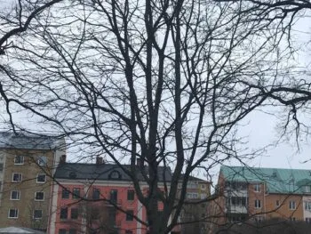 Sorbus commixta 'Birgitta' E