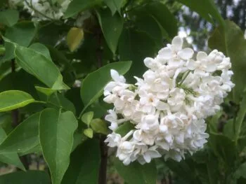 Syringa vulgaris 'Mme Lemoine'