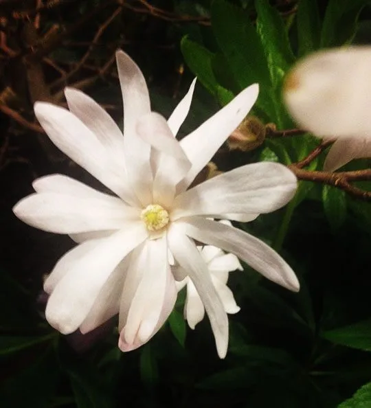 Magnolia stellata - Image 3