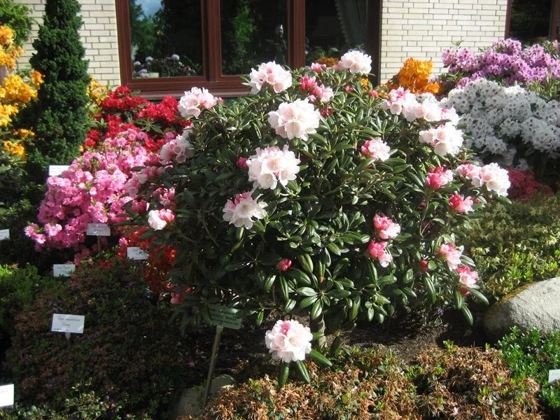 Rhododendron (Yakushimanum) 'Koichiro Wada' - Image 2