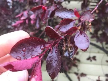 Prunus x cistena