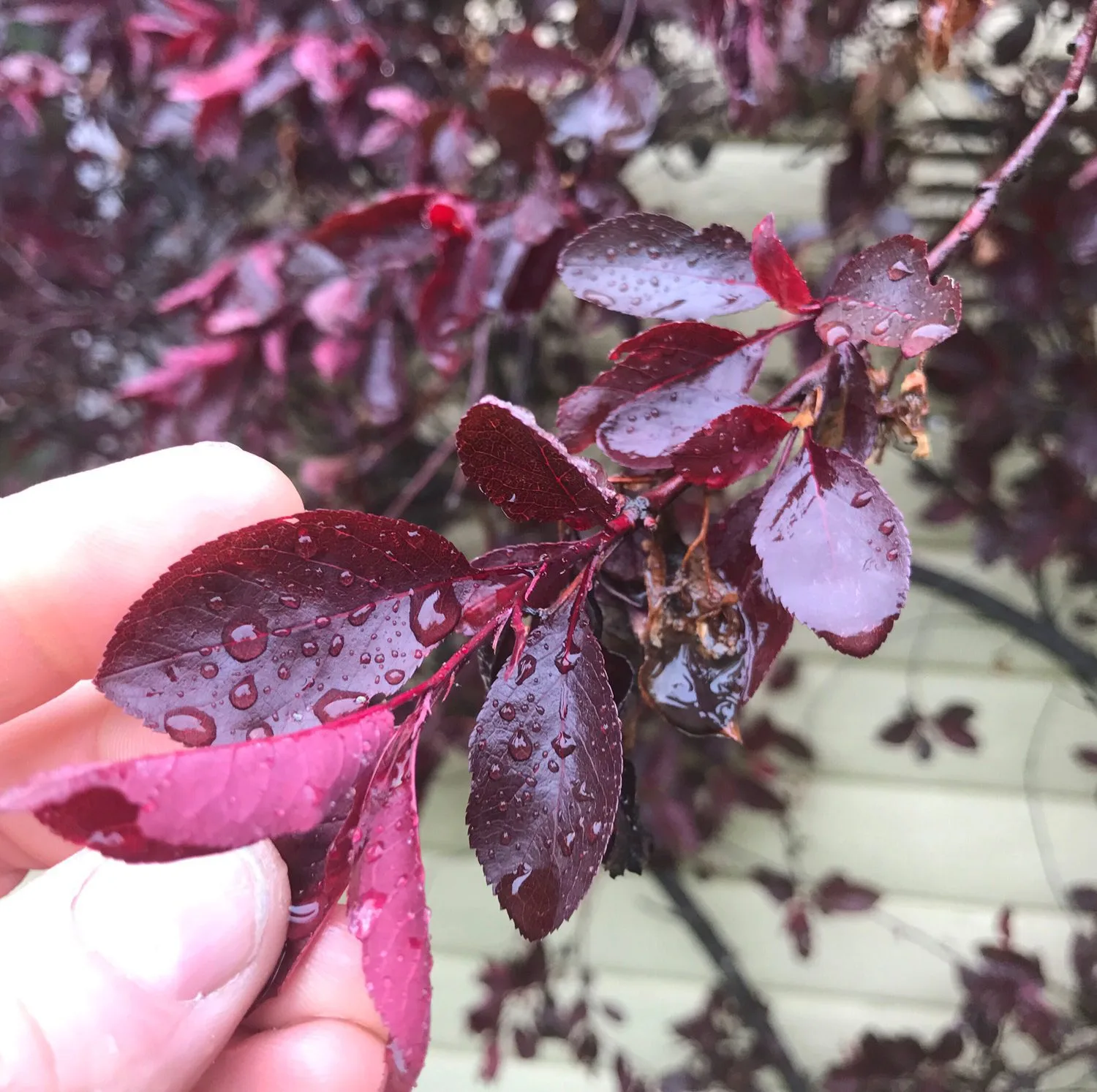 Prunus x cistena