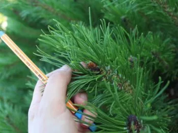 Pinus mugo var. pumilio fk Sauherad E