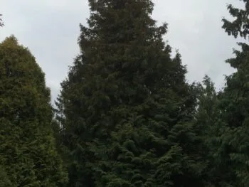 Thuja plicata 'Excelsa'